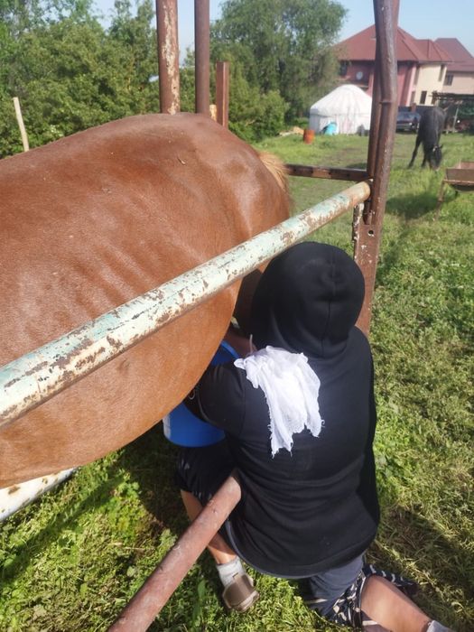 Саумал, кымыз свежий