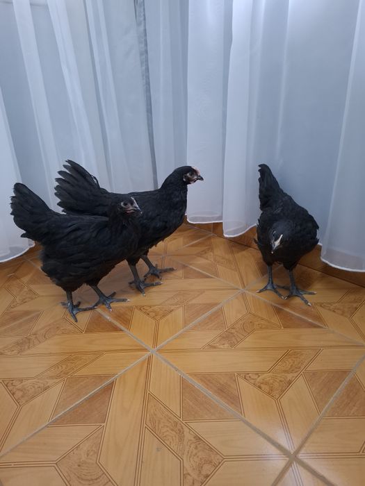 Vând pui Australorp