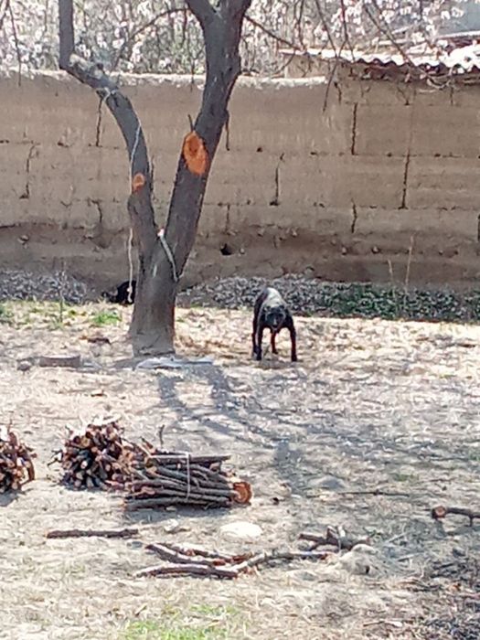 Сотилади тоза питбуль