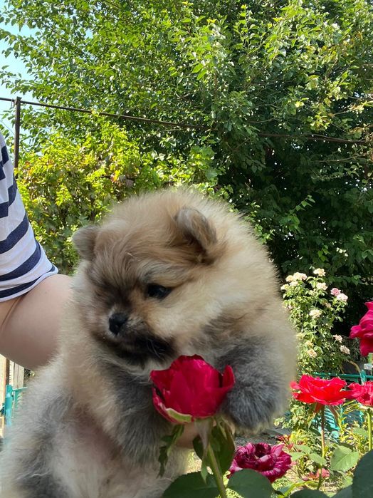 Настоящий померанский шпиц