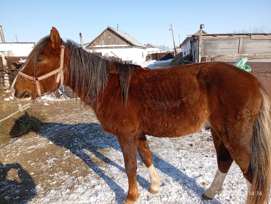 Айғыр сатылады жуас