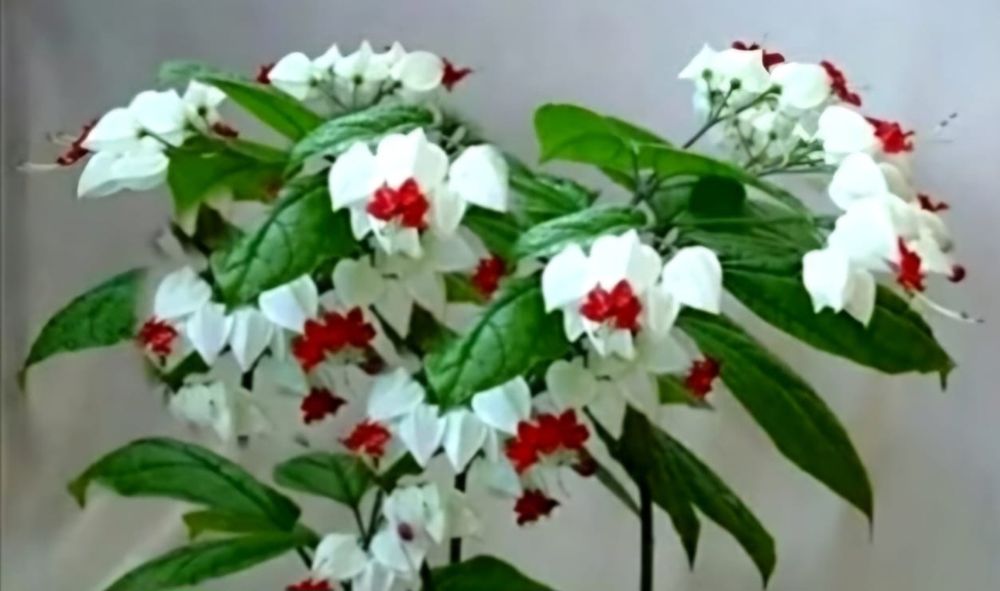 Молодые цветы клеродентрум