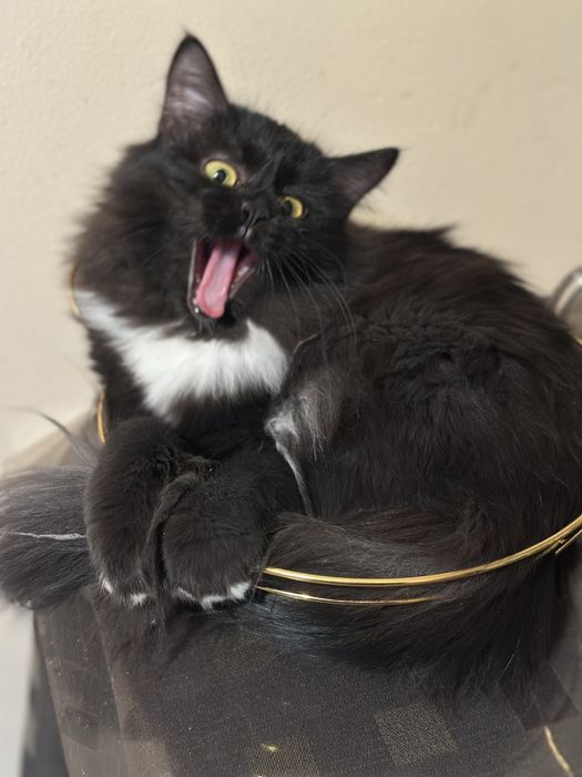 Отдам кошечку в надежные руки