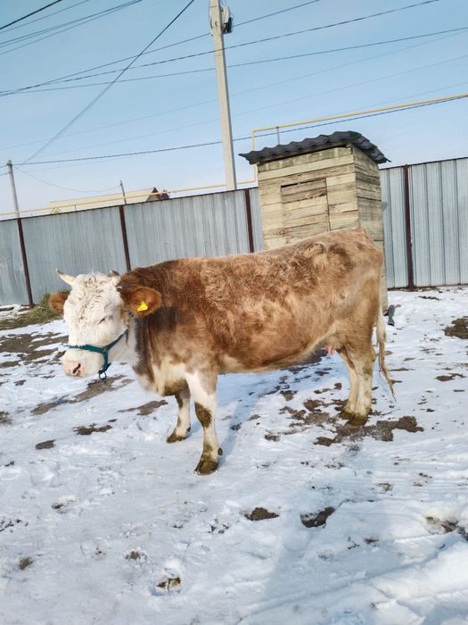 Продавм корову и бычка