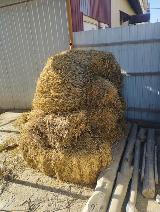 Сомон текинга 10 кип