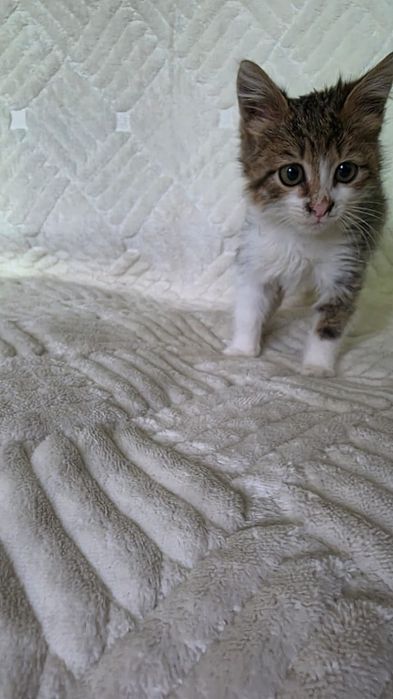 Отдам котенка в добрые руки