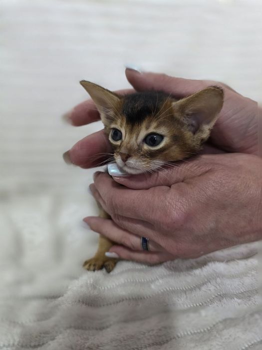 Абиссинские котята