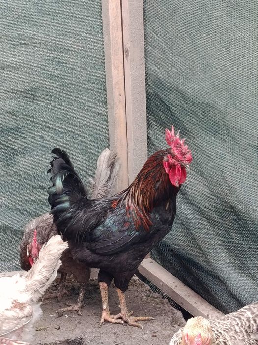 Xoroz va óradaklar sotilad