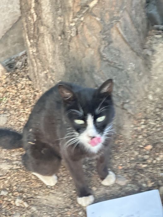 Котик живет во дворе