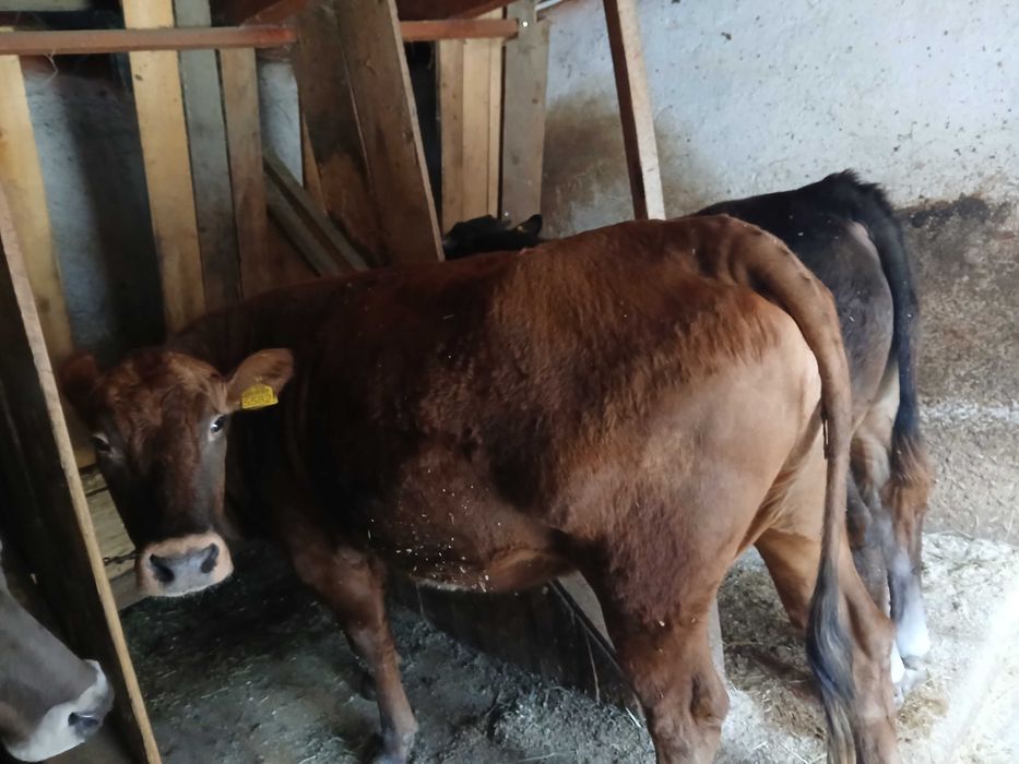 Vand Vaca gestanta in 8 luni