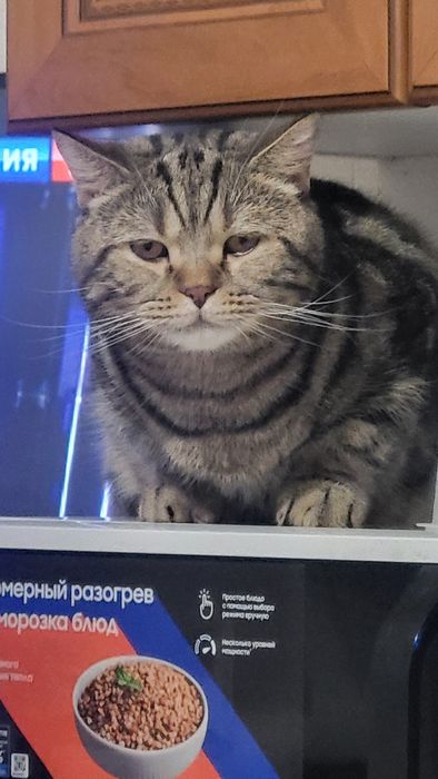 Продам  кота британской породы