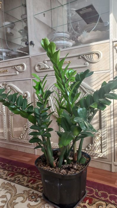 Доллар гул сатылады 10000                                   ,