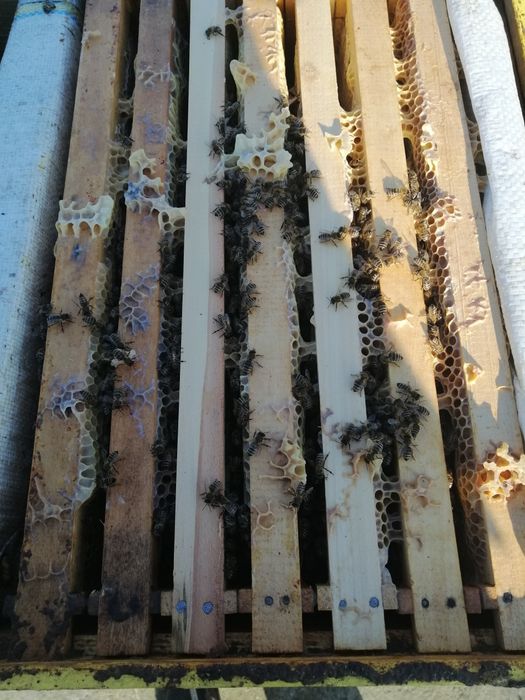 Vand familii de albine