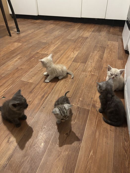 Отдам котят в хорошие руки СРОЧНО