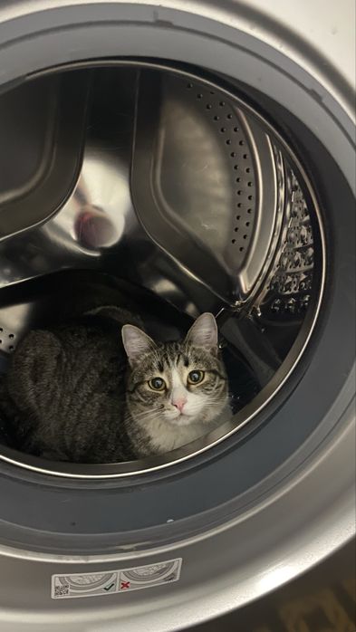 Пропала кошка Ника