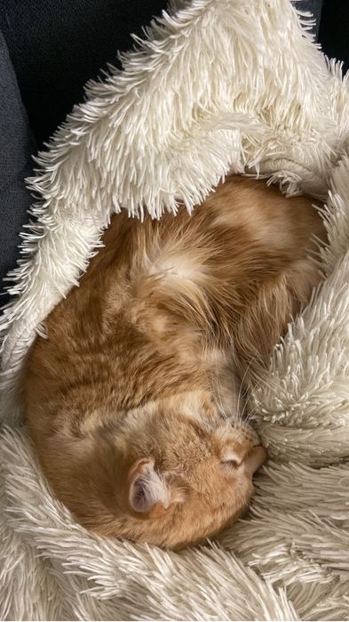 Котик Рыжик ищет дом