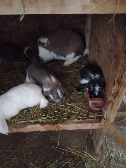 Iepuri berbec german