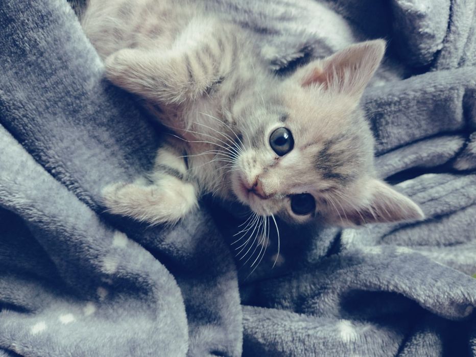 Отдам котенок крысолов