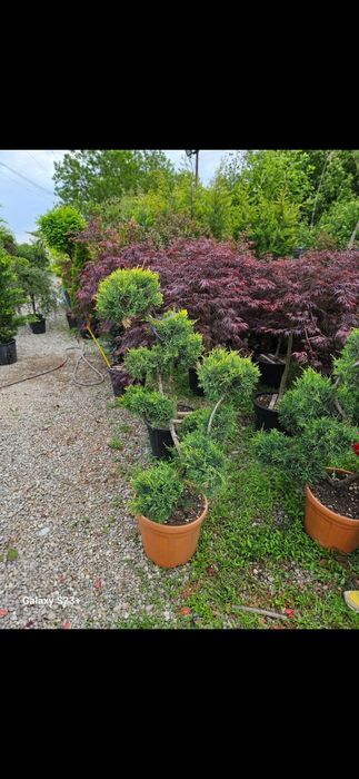 Vând plante ornamentale