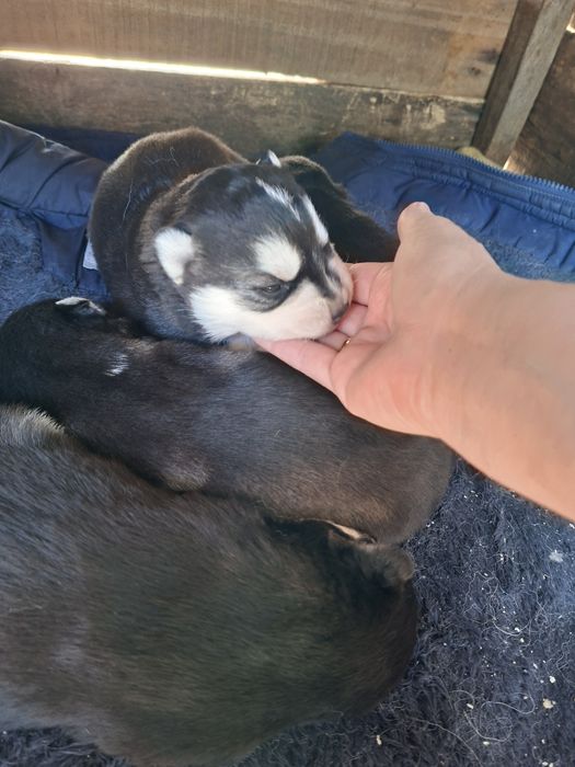 Бронь на щенков Хаски