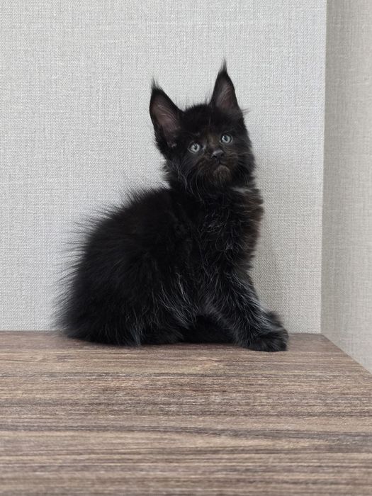 Продаю Мейн Кун девочка