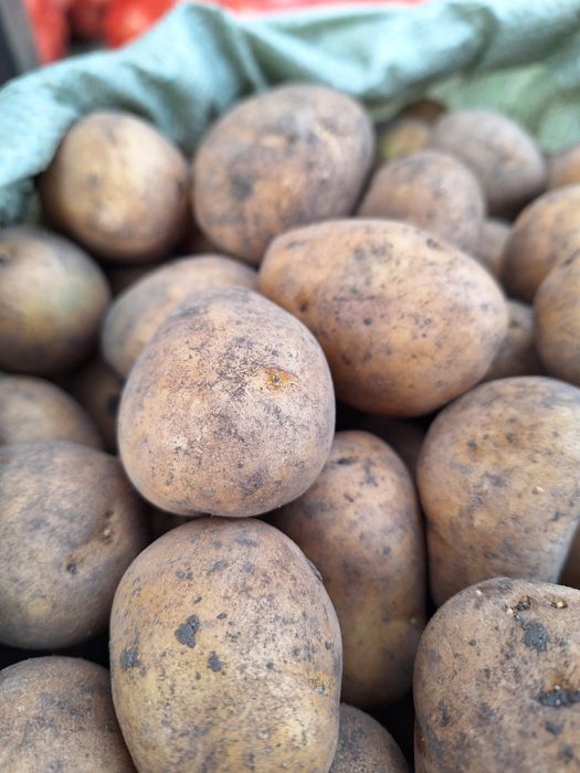 Карто Семена ГАЛА