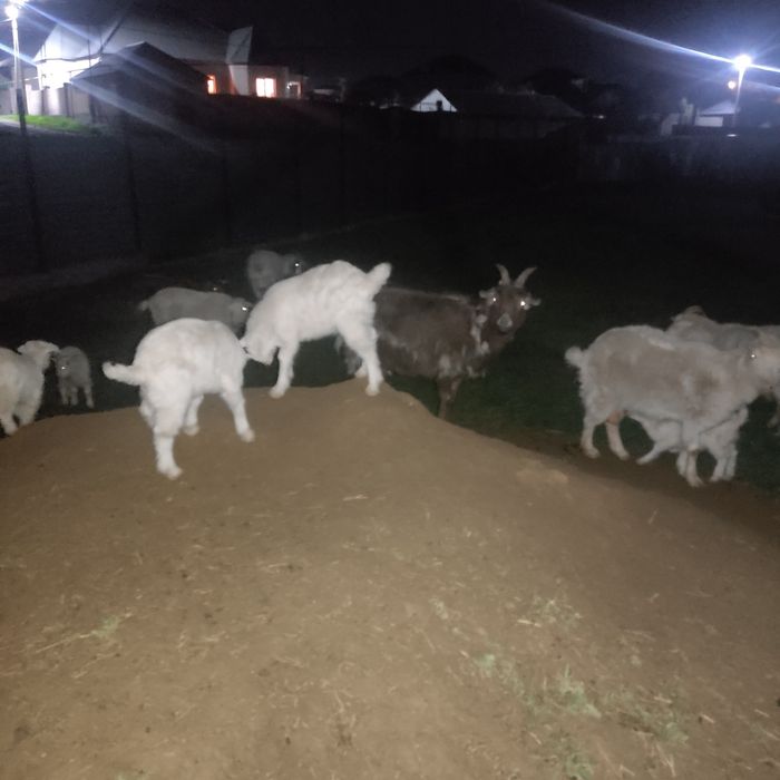 Ешки саумал лактарымен