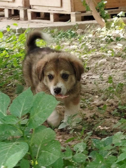 Маленький щенок ищет дом