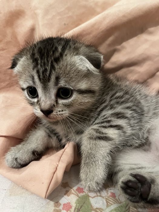 Кошка шотланская вислаухая