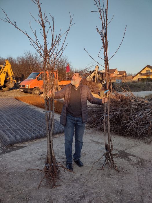 Cais umberto.Ciresi Gisella Pruni Meri Trandafir damasc Migdal Gutui