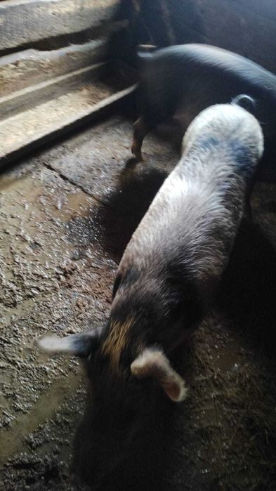 Животные сельхозяйственные