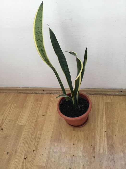 Planta Limba Soacrei