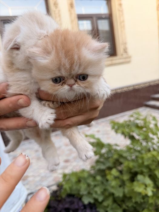 endi bir oylik egzot mushukchalar bron qilishingiz mumkun