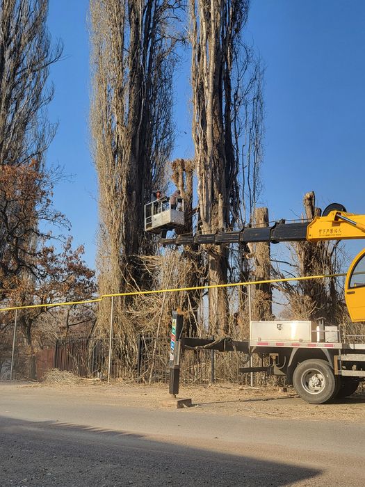 Агаш кесемиз спил деревьев