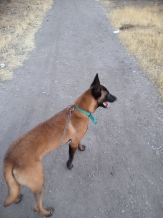 Malinova sotiladi narxni kelwamz