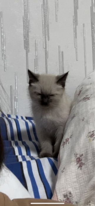 Продам кота мальчик  срочно
