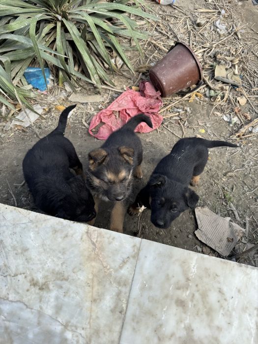 toza qonli nemis afcharkalari