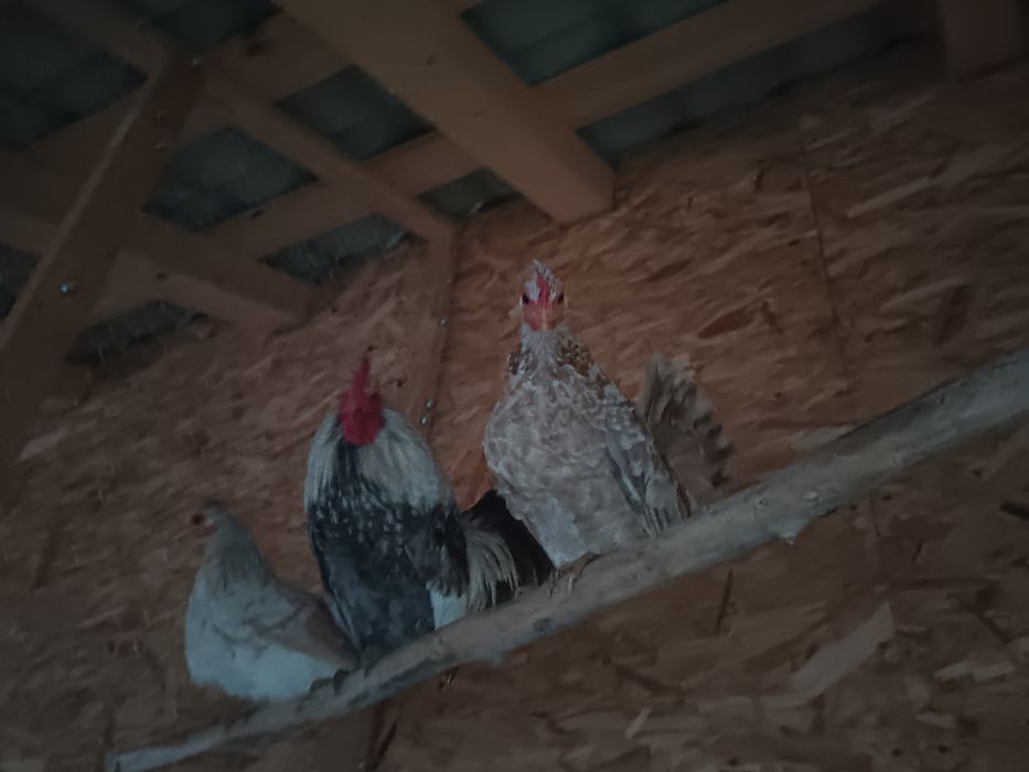 Vând găinușe chabo