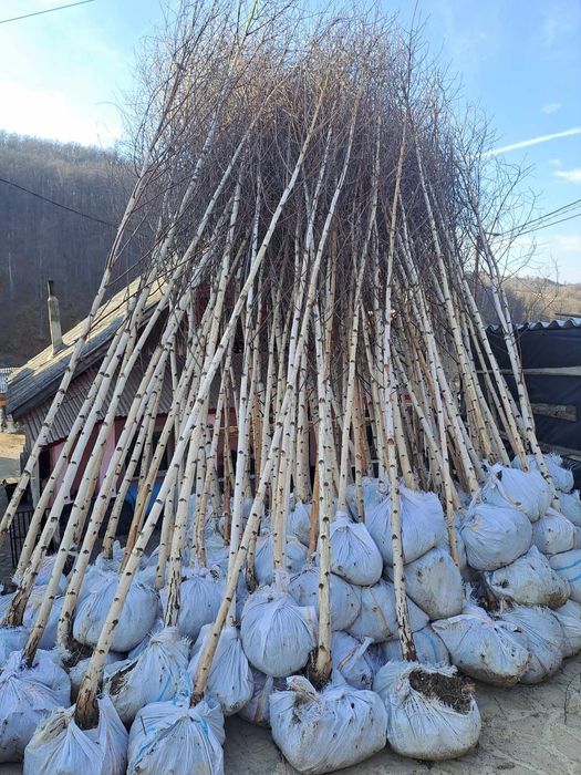 Vând mesteacăn alb la cele mai mici prețuri de pe piață