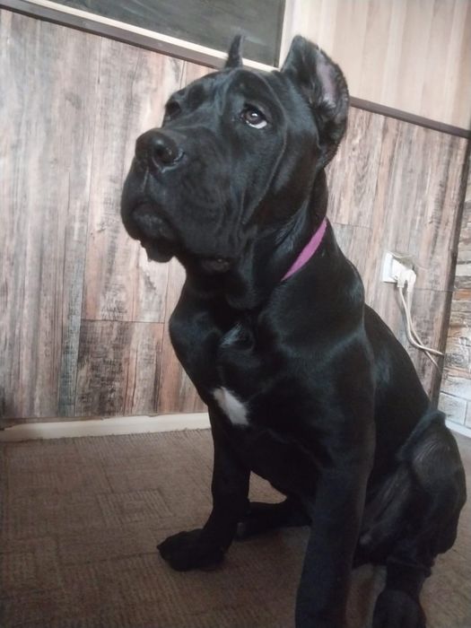 Продаются щенки Кане Корсо. Девочка, 5 мес.