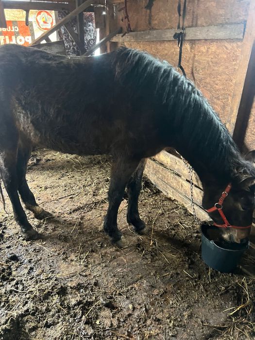 Manza de 2 ani jumate