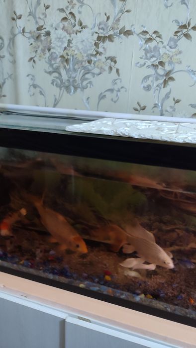 Аквариум с рыбками