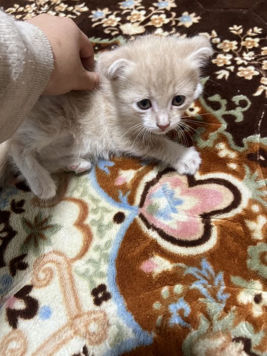 Shinshilla skotish fold