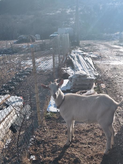 Коза ББМ / Goat BBM