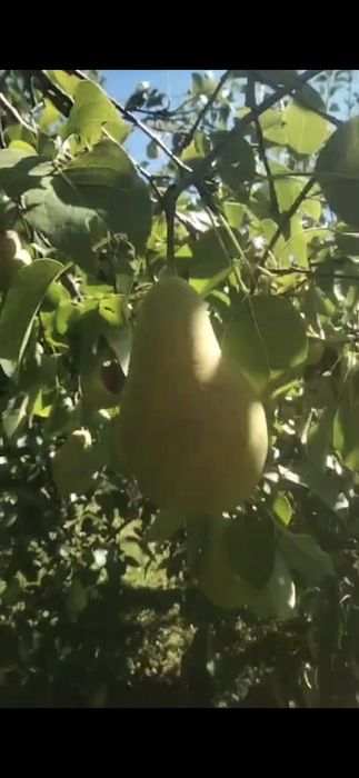 Груша сладкая Иссыкская