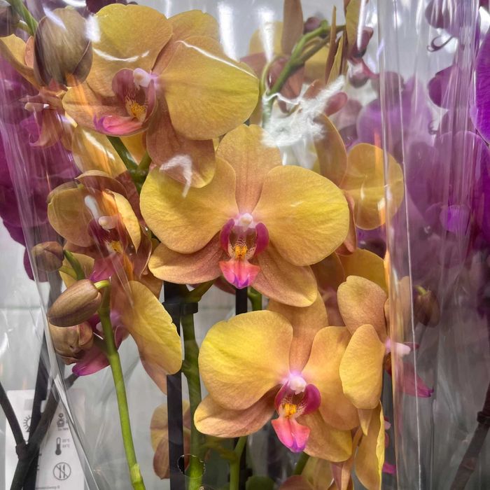 ОРХИДЕИ в горшке