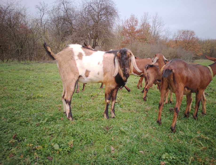 Țap de rasă anglo-nubian