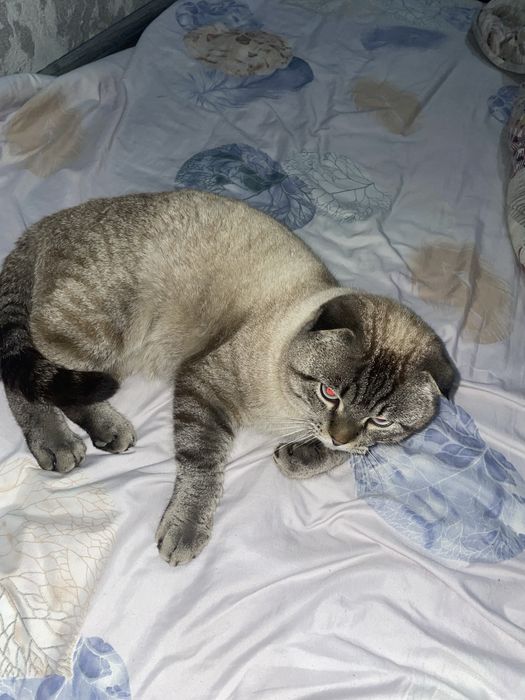 Шотландскый фолд