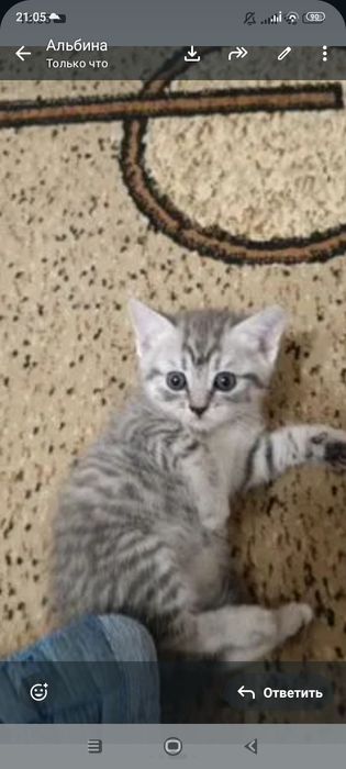 Шотланский .1,5 месяцев.Приучены.