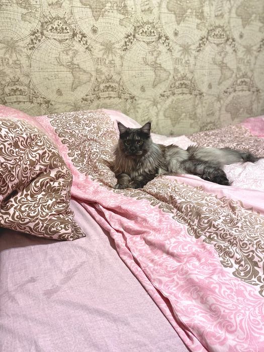 Мейн Кун молодой кот ищет себе невесту.